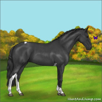 Horse Color:Blue Roan Tobiano 