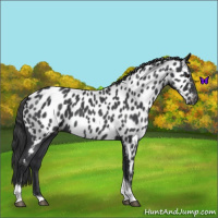 Horse Color:Blue Roan Tobiano Appaloosa
