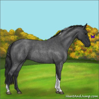 Horse Color:Blue Roan Tobiano 