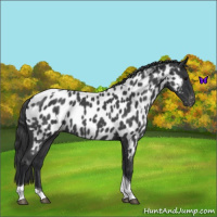 Horse Color:Blue Roan Tobiano Appaloosa 