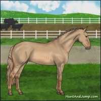 Horse Color:Red Dun 
