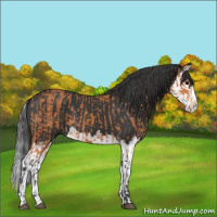 Horse Color:Bay  and Black Splash 