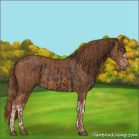 Horse Color:Black Splash and Chestnut