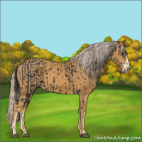 Horse Color:Black Splash and Palomino