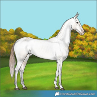 Horse Color:Bay Dun Appaloosa Rabicano 