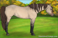 Horse Color:Bay Dun Appaloosa Rabicano