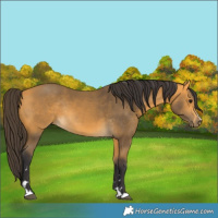 Horse Color:Buckskin Rabicano 