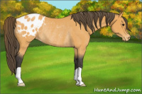 Horse Color:Buckskin Blanket Rabicano 