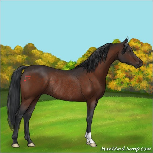 Horse Color:Brown Rabicano 