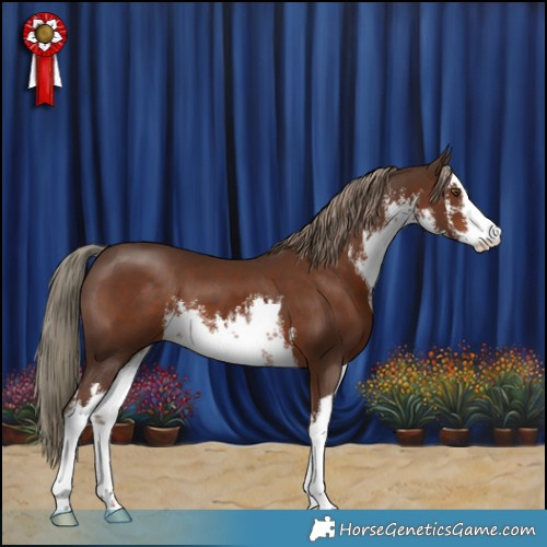 Horse Color:White Spotted Liver Chestnut 