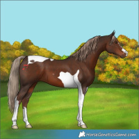 Horse Color:Liver Chestnut Tobiano 