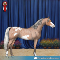 Horse Color:Silver Bay Roan Frame Appaloosa 
