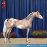 Horse Color:Silver Bay Roan Frame Appaloosa 