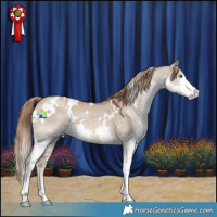 Horse Color:White Spotted Liver Red Dun Splash Rabicano 