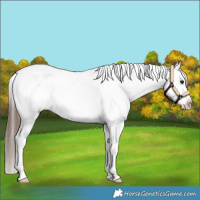 Horse Color:White Spotted Brown Appaloosa