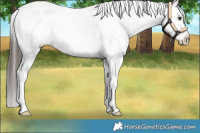Horse Color:Liver Red Dun Appaloosa