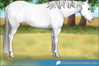 Horse Color:Liver Red Dun Snowflake Varnish
