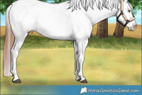 Horse Color:White Spotted Bay Dun Appaloosa