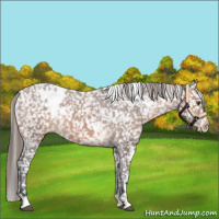 Horse Color:White Spotted Bay Appaloosa 