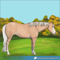 Horse Color:Silver Amber Champagne 