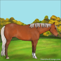 Horse Color:Silver Bay 