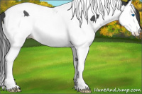 Horse Color:Black Splash Tobiano Appaloosa 