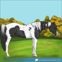 Horse Color:Black Tobiano