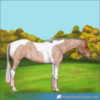 Horse Color:Silver Bay Roan Tobiano 