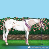 Horse Color:Silver Bay Tobiano Frame Appaloosa 