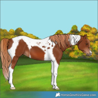 Horse Color:Chestnut Tobiano 