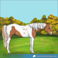 Horse Color:Chestnut Tobiano
