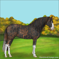 Horse Color:Chestnut  and Black Splash 