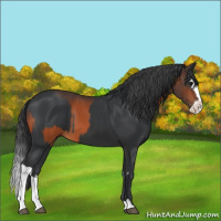 Horse Color:Bay  and Black Splash 