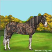 Horse Color:Chestnut and Black Splash