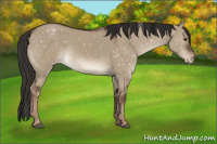 Horse Color:Liver Red Dun Appaloosa 