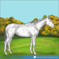 Horse Color:Black Sabino 