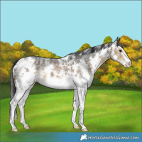 Horse Color:Buckskin Sabino 