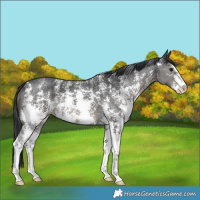 Horse Color:Black Sabino 