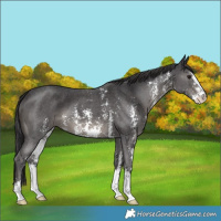 Horse Color:Smoky Black Sabino