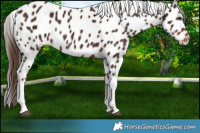 Horse Color:White Spotted Liver Chestnut Near Leopard Rabicano 