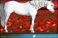 Horse Color:Gray Brown Tobiano