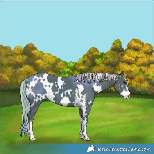 Horse Color:Watercolor White Spotted Liver Chestnut Sabino 