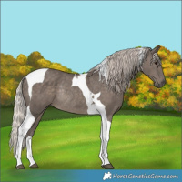 Horse Color:Silver Black Tobiano Rabicano 