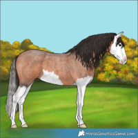Horse Color:Bay Roan Splash 