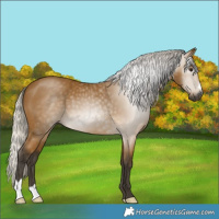 Horse Color:Gray Silver Buckskin 
