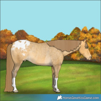 Horse Color:Amber Cream Champagne Appaloosa Rabicano 