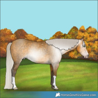 Horse Color:Gray Silver Amber Cream Champagne 
