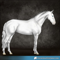Horse Color:Silver Perlino Appaloosa 