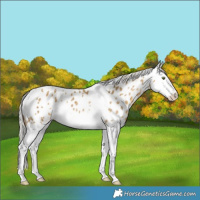 Horse Color:White Spotted Silver Classic Cream Champagne Splash Appaloosa Rabicano
