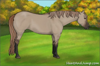 Horse Color:Liver Red Dun Rabicano 